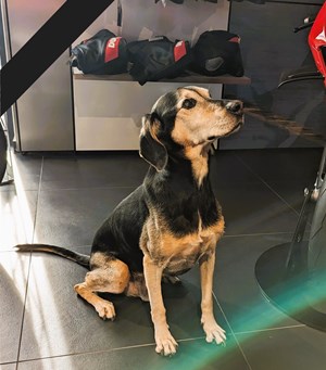 RIP - Costa von Mittendorf Mitarbeiterbild  RIP - Costa von Mittendorf