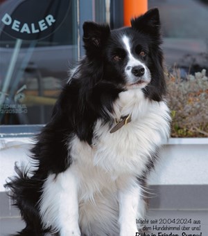 Mitarbeiterbild Sunny 