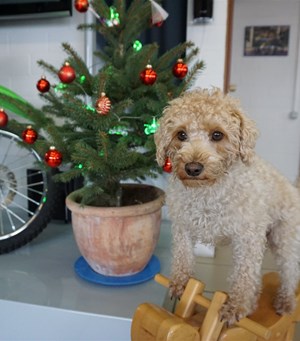 Mitarbeiterbild Mila Snoodle