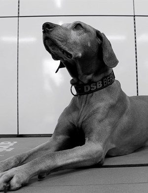 Mitarbeiterbild Herr Fumo