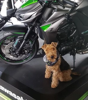 Gipsy  Mitarbeiterbild Gipsy