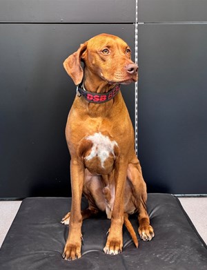 Mitarbeiterbild Herr Dayo 