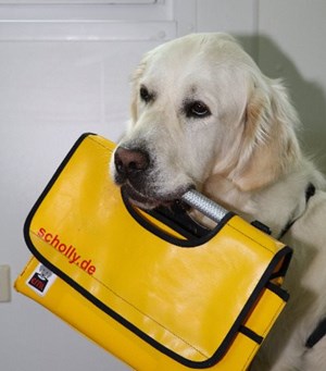 Mitarbeiterbild Ole   Golden Retriever