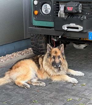 Mitarbeiterbild Lupo *10.05.09  +02.04.23 