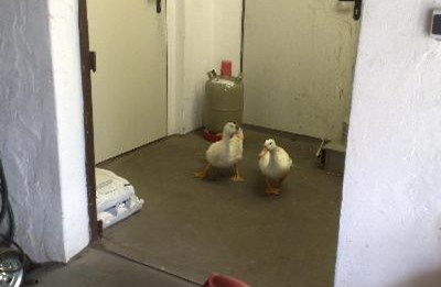 Bei uns ist tierisch was los!