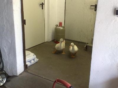 Bei uns ist tierisch was los! - Bild 1