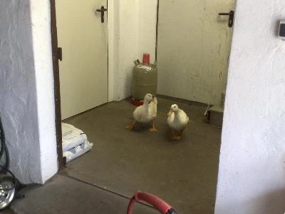 Bei uns ist tierisch was los! Bild 1: Bei uns ist tierisch was los!