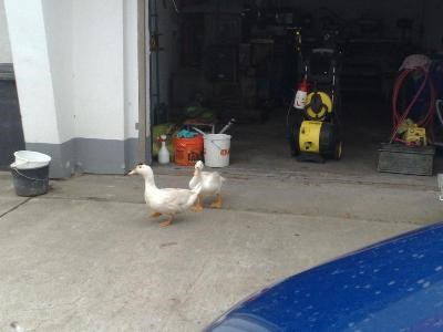 Bei uns ist tierisch was los! - Bild 2