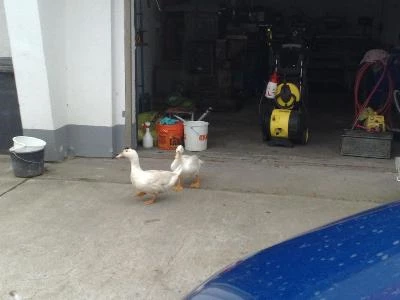 Bei uns ist tierisch was los! Bild 2: Bei uns ist tierisch was los!