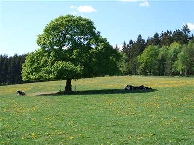 Honda Semmler - 4te Tour 