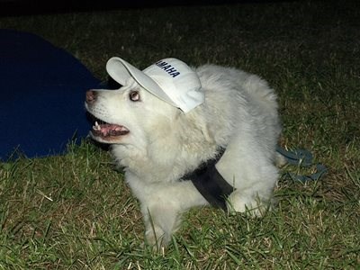 1. Österr. Vereins – Teammeisterschaft in - Bild 6