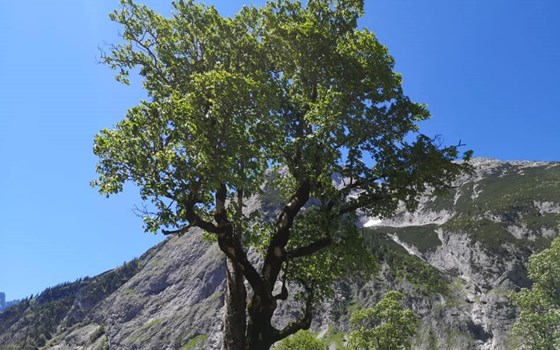 Alpentour 2020  - Bild 2