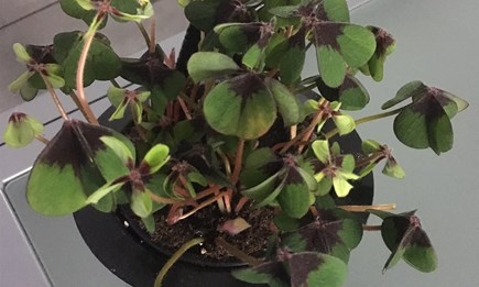 Wir wünschen allen ein gutes und gesunden neues Jahr 