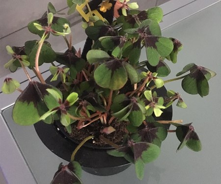 Wir wünschen allen ein gutes und gesunden neues Jahr 