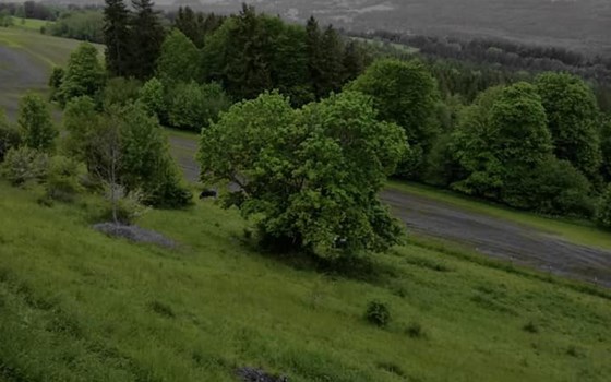 Alpentour Hoher Peißenberg und Großer Ahornboden - Bild 5