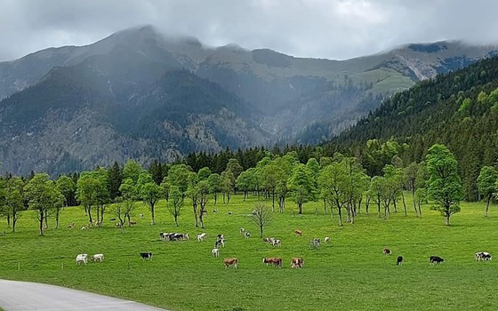 Alpentour Hoher Peißenberg und Großer Ahornboden - Bild 8