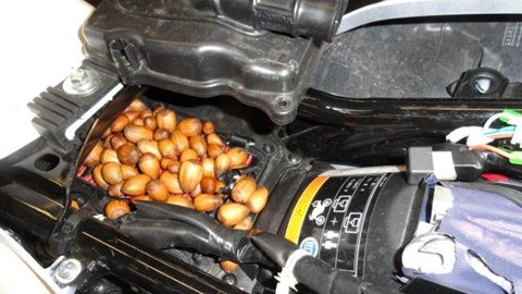 Die Wunder der Natur und weiter Kuriostitäten 