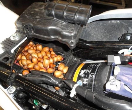 Die Wunder der Natur und weiter Kuriostitäten 