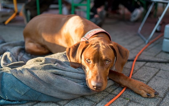 Biketoberfest '22 Event-Bericht - Bild 5