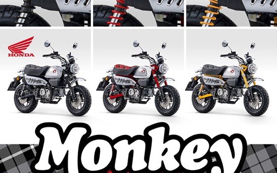 Monkey Modell 2023 - Bild 1