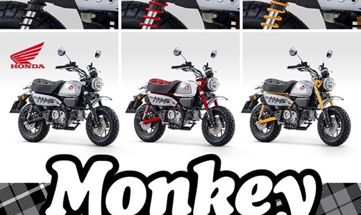 Monkey Modell 2023