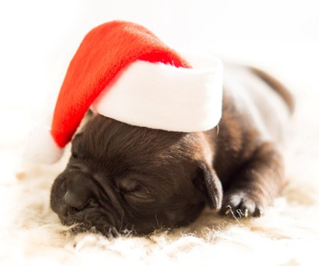 Winterpause von 20.12. bis 11.01.