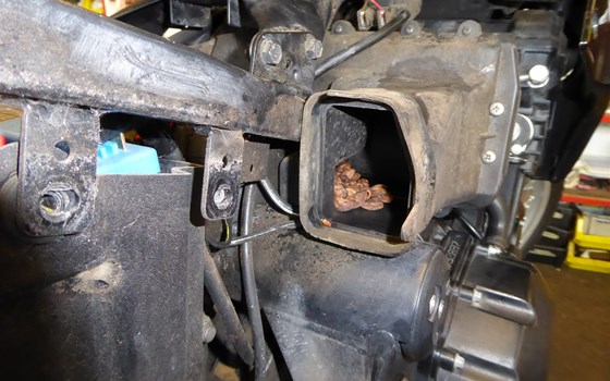 Neuzugang in unserer Kategorie: "Die Wunder der Natur und andere Kuriositäten" - Bild 1