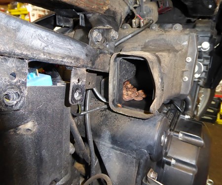 Neuzugang in unserer Kategorie: "Die Wunder der Natur und andere Kuriositäten"