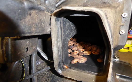 Neuzugang in unserer Kategorie: "Die Wunder der Natur und andere Kuriositäten" - Bild 2