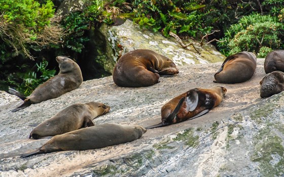 Neuseeland Adventure Tour 2025 - Bild 3