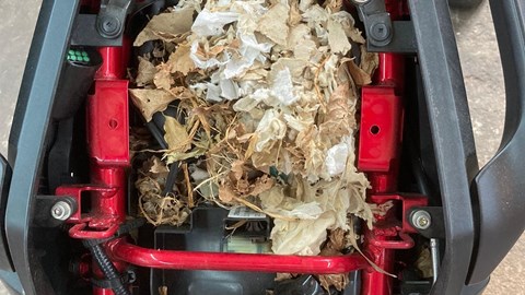 Update: Die Wunder der Natur und andere Kuriositäten