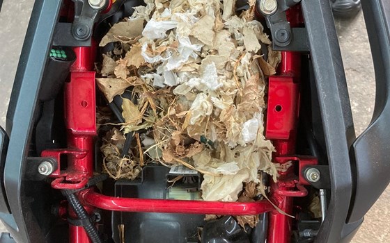 Update: Die Wunder der Natur und andere Kuriositäten - Bild 1