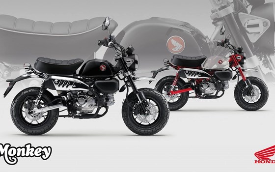 Honda Semmler - Honda Monkey Modelljahr 2025 - Bild 3