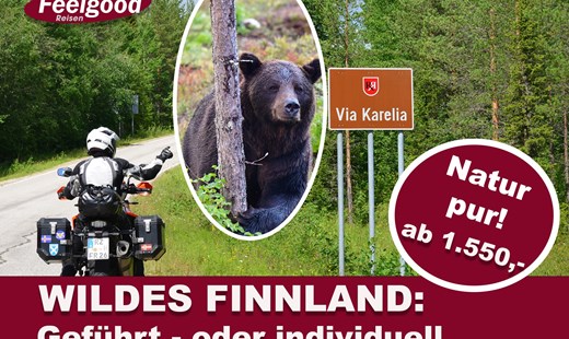 Die Bärentour nach Finnland – Natur pur mit Feelgood Reisen