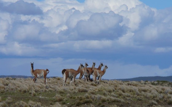 PATAGONIEN - CHILE & ARGENTINIEN MOTORRADREISE - Bild 2