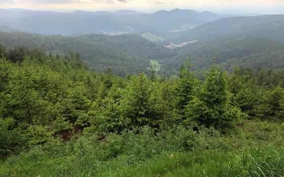 Süd-Schwarzwald 2026 | 4 Tage - Entdecke den kurvigen Süden - Bild 14