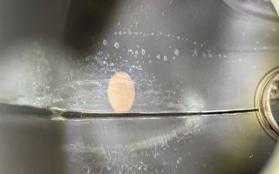 Kawasaki Versys 650 KLE LE650A Tank - Bild 10