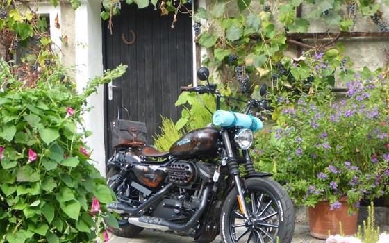 Umgebautes Motorrad Harley-Davidson Sportster XL 883 N Iron von user1033264 - Bild 1 Umgebautes Motorrad Harley-Davidson Sportster XL 883 N Iron von user1033264 - Bild 1