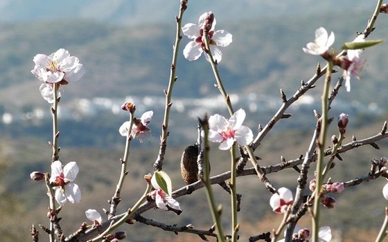 Andalusien ON-/OFF Road mit der Reiseenduro - Bild 6