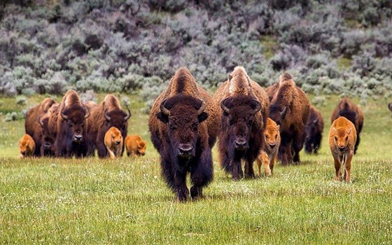 Circuit guidé dans les Rocheuses - Image 9
